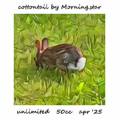 Cottontail(50)[0411] by Morning.star