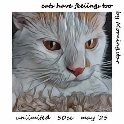Cats Have Feelings(50)[0506] by Morning.star