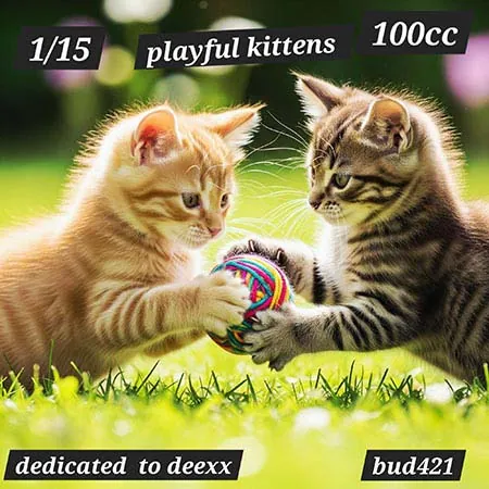 Playful kitten(100)[0603] by Bud421