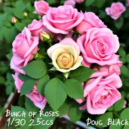 Bunch of Roses(25)[0627] by Doug_Black