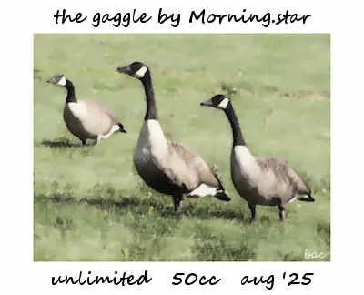 The Gaggle(50)[0819] by Morning.star