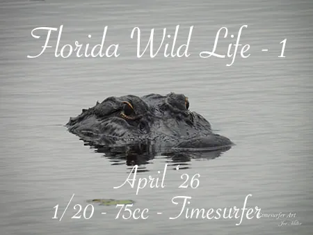 Florida Wild Life - 1(75)[0424] by Timesurfer