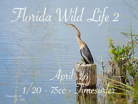 Florida Wild Life 2(75)[0428] by Timesurfer