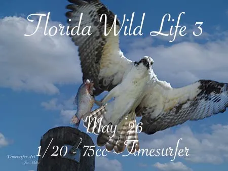 Florida Wild Life 3(75)[0502] by Timesurfer