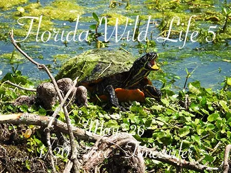 Florida Wild Life 5(75)[0508] by Timesurfer