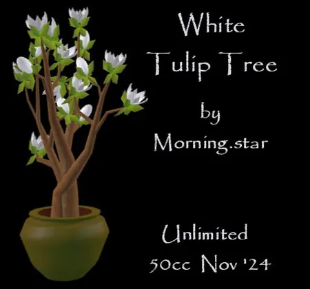 White Tulip Tree(50){1024} by Morning.star