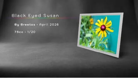 Black Eyed Susan(75)[0417] by Breetos